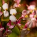 snapdragon-flower-12 snapdragon-flower-12