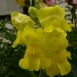 snapdragon-flower-13 snapdragon-flower-13