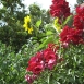 snapdragon-flower-14 snapdragon-flower-14