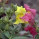 snapdragon-flower-2 snapdragon-flower-2