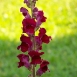 snapdragon-flower-3 snapdragon-flower-3