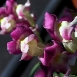 snapdragon-flower-6 snapdragon-flower-6