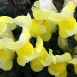 snapdragon-flower-7 snapdragon-flower-7
