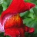 snapdragon-flower-8 snapdragon-flower-8