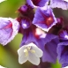 statice-flower-3 statice-flower-3