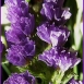 statice-flower-5 statice-flower-5