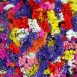 statice-flower-7 statice-flower-7