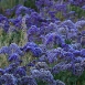 statice-flower-9 statice-flower-9