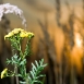 tansy-plant-1 tansy-plant-1