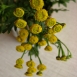 tansy-plant-2 tansy-plant-2