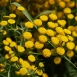 tansy-plant-3 tansy-plant-3