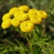 tansy-plant-4 tansy-plant-4