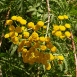 tansy-plant-5 tansy-plant-5