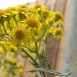 tansy-plant-6 tansy-plant-6