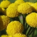 tansy-plant-7 tansy-plant-7