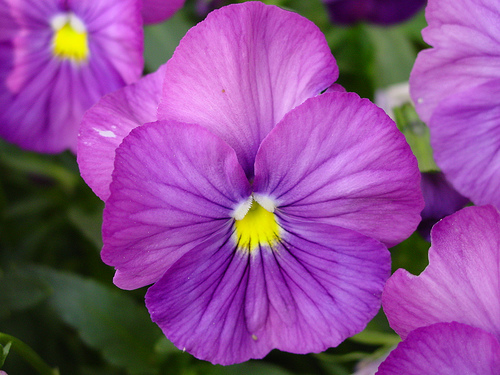 Violet Flowers – Flowerinfo.org