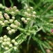 yarrow-flower-1 yarrow-flower-1