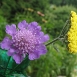 yarrow-flower-11 yarrow-flower-11