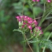 yarrow-flower-12 yarrow-flower-12
