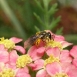 yarrow-flower-13 yarrow-flower-13