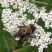 yarrow-flower-14 yarrow-flower-14