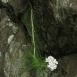 yarrow-flower-2 yarrow-flower-2