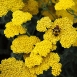 yarrow-flower-3 yarrow-flower-3