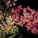 yarrow-flower-4 yarrow-flower-4
