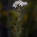 yarrow-flower-5 yarrow-flower-5