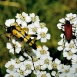 Two long legged insects on clustered yarrow flowers Two long legged insects on clustered yarrow flowers