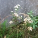 yarrow-flower-7 yarrow-flower-7