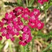 yarrow-flower-8 yarrow-flower-8