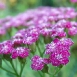 yarrow-flower-9 yarrow-flower-9