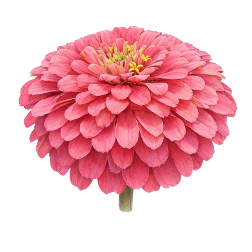 Zinnia Flowers